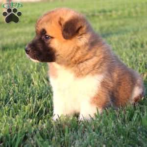 Cooper, Akita Puppy